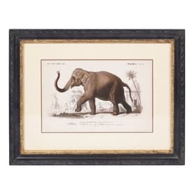 Framed Elephant Print