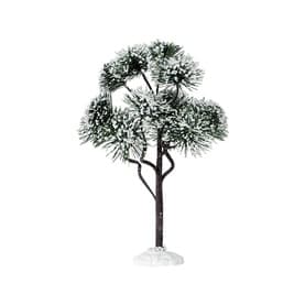 Large Mountain Pine Tree 23cm