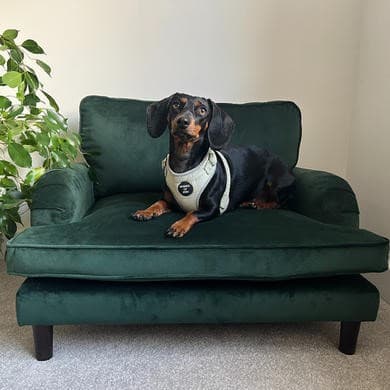 Dog Sofa Bed in Green Velvet - Payton