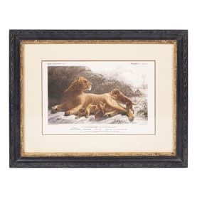 Framed Lion Print