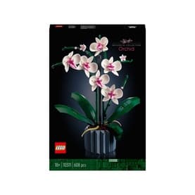 Orchid