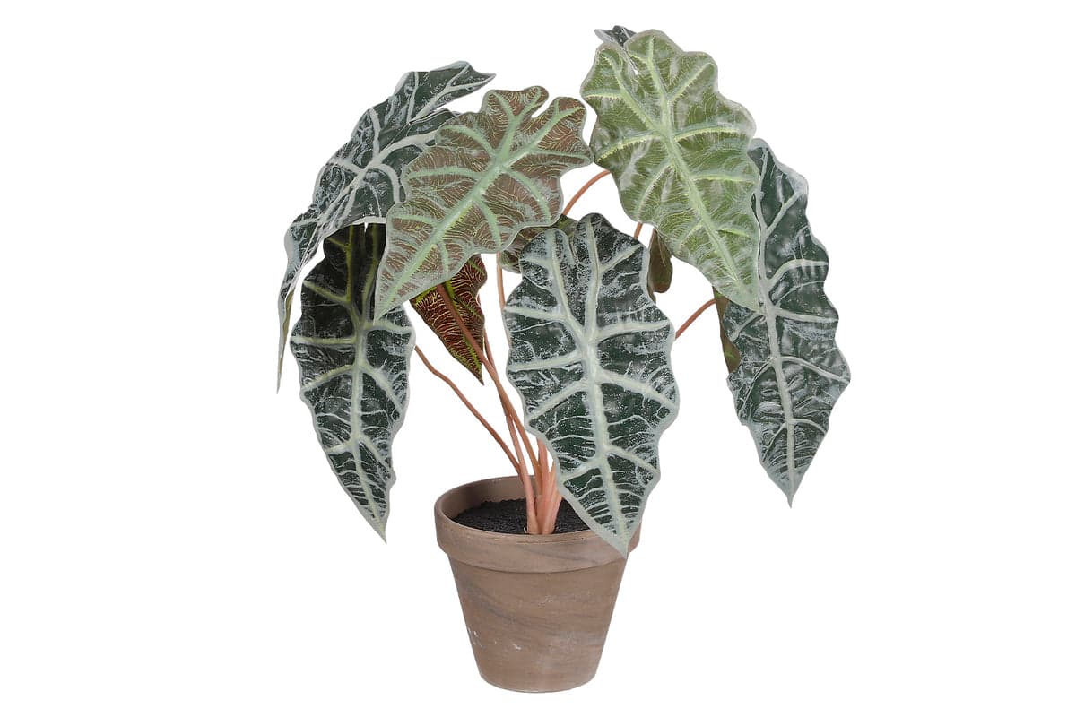 Artificial Alocasia Green in Pot | 44 cm